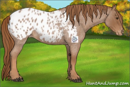 Horse Color:Red Roan Appaloosa 