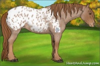 Horse Color:Red Roan Appaloosa