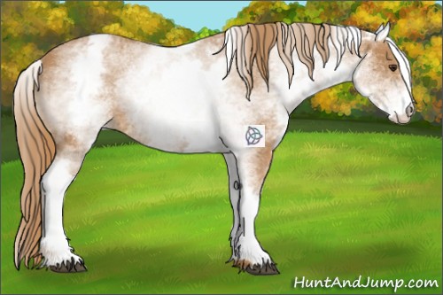 Horse Color:White Spotted Red Roan 