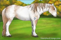 Horse Color:White Spotted Red Roan 