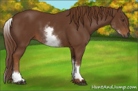 Horse Color:Gray White Spotted Chestnut 