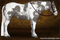 Horse Color:White Spotted Silver Black Splash Tobiano