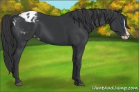 Horse Color:Black Splash Appaloosa 