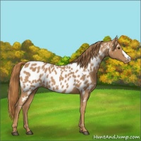 Horse Color:Chestnut Near Leopard 