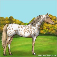 Horse Color:Chestnut Appaloosa 