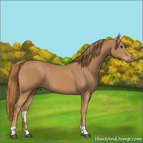 Horse Color:Chestnut Tobiano 