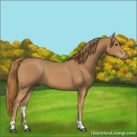Horse Color:Chestnut Tobiano