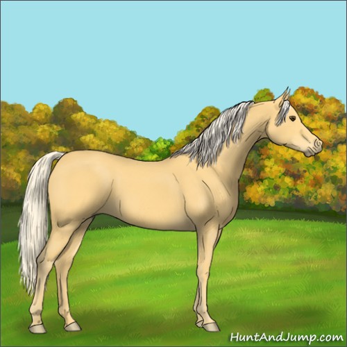 Horse Color:Palomino 
