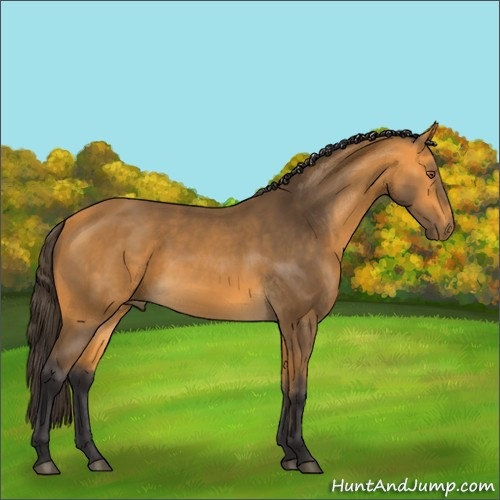 Horse Color:Buckskin 
