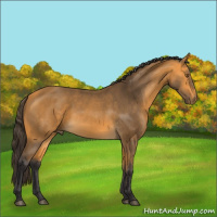 Horse Color:Buckskin 