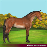 Horse Color:Bay 