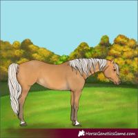 Horse Color:Silver Buckskin 