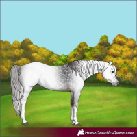 Horse Color:Gray White Spotted Liver Chestnut