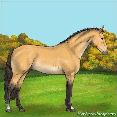 Horse Color:Buckskin Rabicano 