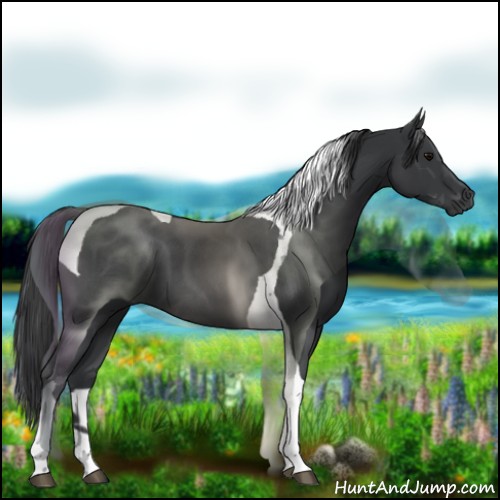 Horse Color:Black Tobiano 