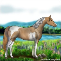 Horse Color:Chestnut Tobiano