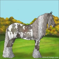 Horse Color:White Spotted Silver Black 