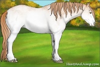 Horse Color:White Spotted Gold Champagne Rabicano 