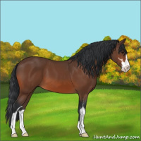Horse Color:Bay Sabino 