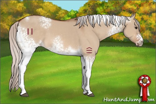 Horse Color:White Spotted Silver Bay Dun Tobiano 