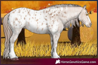 Horse Color:Amber Champagne Sabino Tobiano Blanket and Amber Champagne Sabino Tobiano Blanket