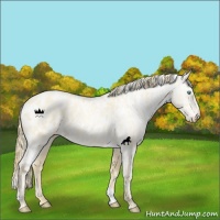 Horse Color:Buckskin Roan Pearl  and Buckskin Roan Pearl Appaloosa 