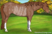 Horse Color:Chestnut Rabicano 