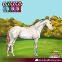 Horse Color:White Spotted Smoky Grullo Pearl Sabino Rabicano