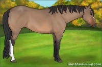 Horse Color:Bay Dun