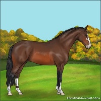 Horse Color:Bay Sabino 