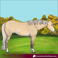 Horse Color:Silver Buckskin Dun 