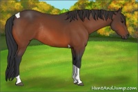 Horse Color:Bay Tobiano Rabicano