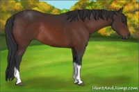 Horse Color:Brown Tobiano Rabicano