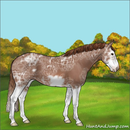 Horse Color:Chestnut Ice Splash Frame 