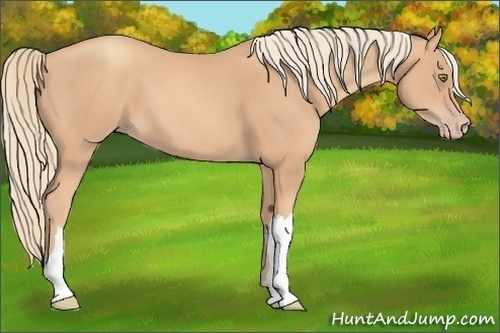 Horse Color:Gold Champagne