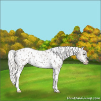 Horse Color:Silver Black Appaloosa Rabicano 