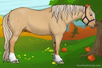 Horse Color:Palomino Dun