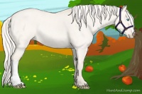 Horse Color:Cremello Dun 