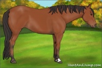 Horse Color:Bay Sabino 