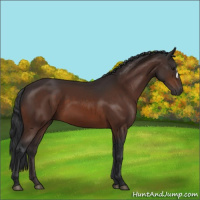 Horse Color:Brown 