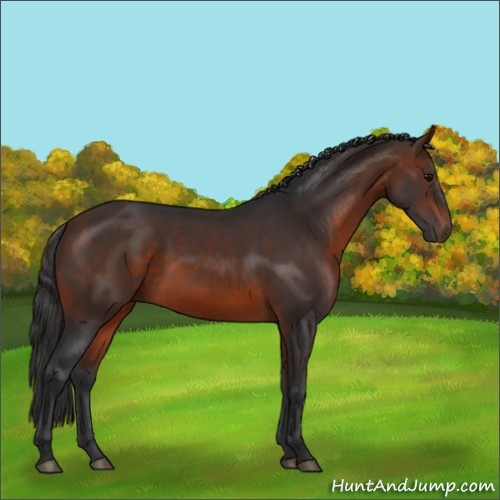 Horse Color:Brown Sabino 