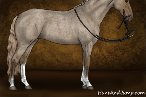 Horse Color:Chocolate Palomino Roan Tobiano Rabicano 