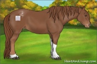 Horse Color:Chestnut Tobiano Appaloosa 