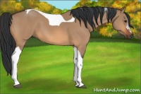 Horse Color:Bay Dun Tobiano 