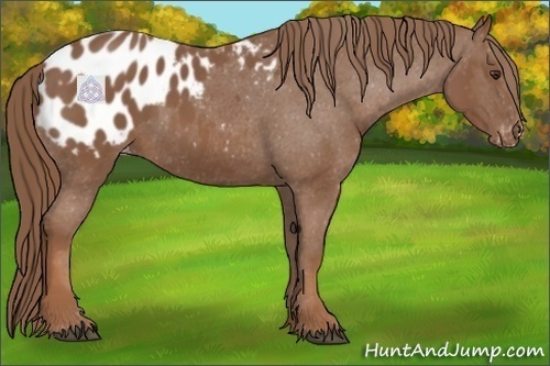 Horse Color:Chestnut Appaloosa 