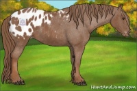 Horse Color:Chestnut Appaloosa 
