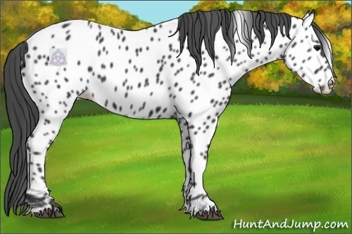 Horse Color:Black Appaloosa