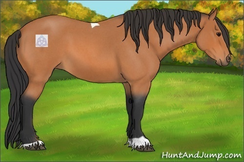 Horse Color:Bay Roan Tobiano