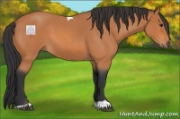 Horse Color:Bay Roan Tobiano 