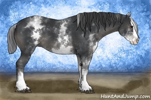 Horse Color:White Spotted Black Splash 